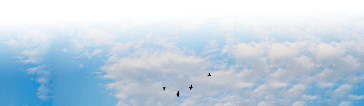 鳥と空の画像